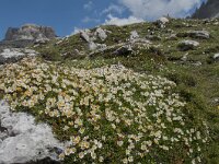 Dryas octopetala 70, Saxifraga-Luuk Vermeer