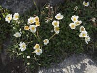Dryas octopetala 70, Saxifraga-Willem van Kruijsbergen