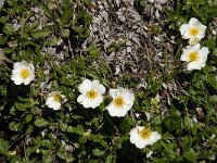 Dryas octopetala 8, Saxifraga-Willem van Kruijsbergen
