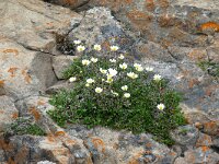 Dryas octopetala 85, Saxifraga-Hans Grotenhuis