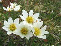 Dryas octopetala 86, Saxifraga-Hans Grotenhuis