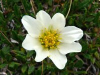 Dryas octopetala 87, Saxifraga-Hans Grotenhuis