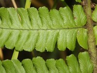 Dryopteris affinis 24, Geschubde mannetjesvaren, Saxifraga-Rutger Barendse