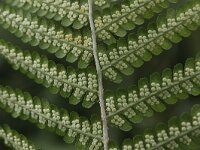 Dryopteris filix-mas 10, Mannetjesvaren, Saxifraga-Peter Meininger
