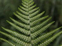 Dryopteris filix-mas 12, Mannetjesvaren, Saxifraga-Peter Meininger