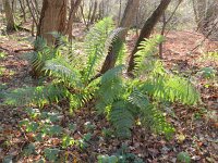 Dryopteris filix-mas 13, Mannetjesvaren, Saxifraga-Rutger Barendse