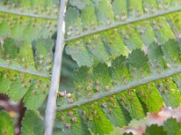 Dryopteris filix-mas 14, Mannetjesvaren, Saxifraga-Rutger Barendse