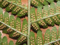 Dryopteris filix-mas 18, Mannetjesvaren, Saxifraga-Rutger Barendse