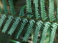 Dryopteris filix-mas 2, Mannetjesvaren, Saxifraga-Piet Zomerdijk