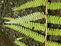 Dryopteris filix-mas 24, Mannetjesvaren, Saxifraga-Rutger Barendse