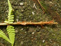 Dryopteris filix-mas 27, Mannetjesvaren, Saxifraga-Rutger Barendse
