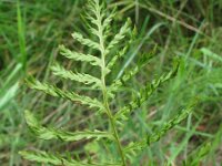 Dryopteris filix-mas 29, Mannetjesvaren, Saxifraga-Rutger Barendse