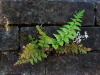 Dryopteris filix-mas 30, Mannetjesvaren, Saxifraga-Ed Stikvoort