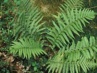 Dryopteris filix-mas 31, Mannetjesvaren, Saxifraga-Piet Zomerdijk