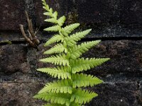 Dryopteris filix-mas 33, Mannetjesvaren, Saxifraga-Ed Stikvoort