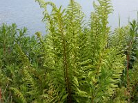 Dryopteris filix-mas 35, Mannetjesvaren, Saxifraga-Ed Stikvoort
