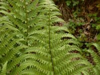 Dryopteris filix-mas 36, Mannetjesvaren, Saxifraga-Ed Stikvoort