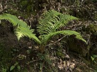 Dryopteris filix-mas 39, Mannetjesvaren, Saxifraga-Willem van Kruijsbergen