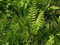 Dryopteris filix-mas 4, Mannetjesvaren, Saxifraga-Peter Meininger