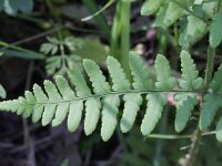 Dryopteris filix-mas 5, Mannetjesvaren, Saxifraga-Rutger Barendse