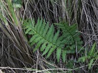 Dryopteris filix-mas 6, Mannetjesvaren, Saxifraga-Peter Meininger