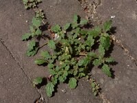 Dysphania pumilio 3, Liggende ganzenvoet, Saxifraga-Ed Stikvoort
