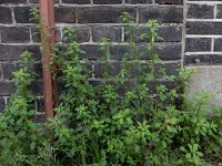 Dysphania pumilio 5, Liggende ganzenvoet, Saxifraga-Ed Stikvoort