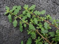 Dysphania pumilio 6, Liggende ganzenvoet, Saxifraga-Ed Stikvoort