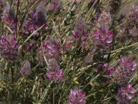 Ebenus creticus 10, Saxifraga-Willem van Kruijsbergen