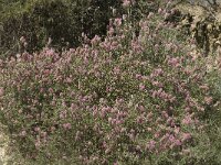 Ebenus creticus 15, Saxifraga-Jan van der Straaten