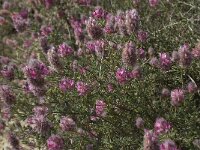 Ebenus creticus 2, Saxifraga-Willem van Kruijsbergen