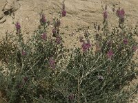 Ebenus creticus 5, Saxifraga-Willem van Kruijsbergen