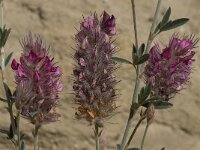 Ebenus creticus 6, Saxifraga-Willem van Kruijsbergen