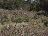 Ebenus creticus 7, Saxifraga-Willem van Kruijsbergen