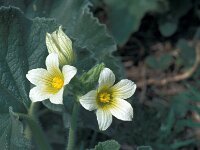Ecballium elaterium 31, Saxifraga-Jan van der Straaten