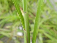 Echinochloa colona 1, Saxifraga-Rutger Barendse