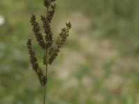 Echinochloa crus-galli 3, Europese hanenpoot, Saxifraga-Willem van Kruijsbergen