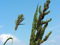Echinochloa crus-galli 8, Europese hanenpoot, Saxifraga-Ed Stikvoort