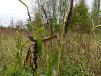 Echinochloa esculenta