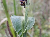 Echinochloa esculenta 3, Japanse gierst, Saxifraga-Rutger Barendse