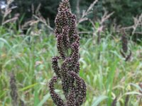 Echinochloa frumentacea 1, Saxifraga-Rutger Barendse