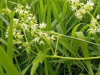 Echinocystis lobata 5, Saxifraga-Hans Grotenhuis
