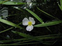 Echinodorus repens 1, Kruipende moerasweegbree, Saxifraga-Rutger Barendse