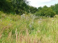 Echinops bannaticus 2, Saxifraga-Hans Grotenhuis