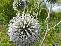 Echinops bannaticus 3, Saxifraga-Hans Grotenhuis