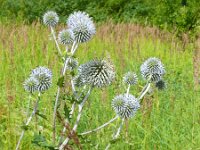 Echinops bannaticus 4, Blauwe kogeldistel, Saxifraga-Hans Grotenhuis