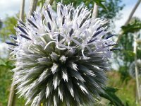 Echinops bannaticus 5, Saxifraga-Hans Grotenhuis