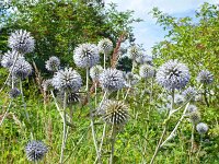 Echinops bannaticus 6, Blauwe kogeldistel, Saxifraga-Hans Grotenhuis