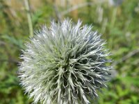 Echinops exaltatus 8, Stekelige kogeldistel, Saxifraga-Rutger Barendse