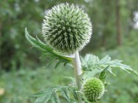 Echinops exaltatus 9, Stekelige kogeldistel, Saxifraga-Rutger Barendse